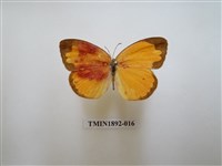 藏品(亮色黃蝶)的圖片